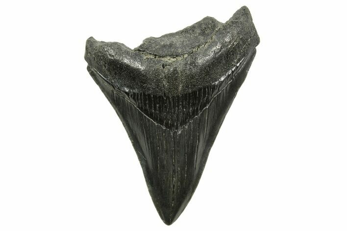 Serrated, Megalodon Tooth - South Carolina #375978